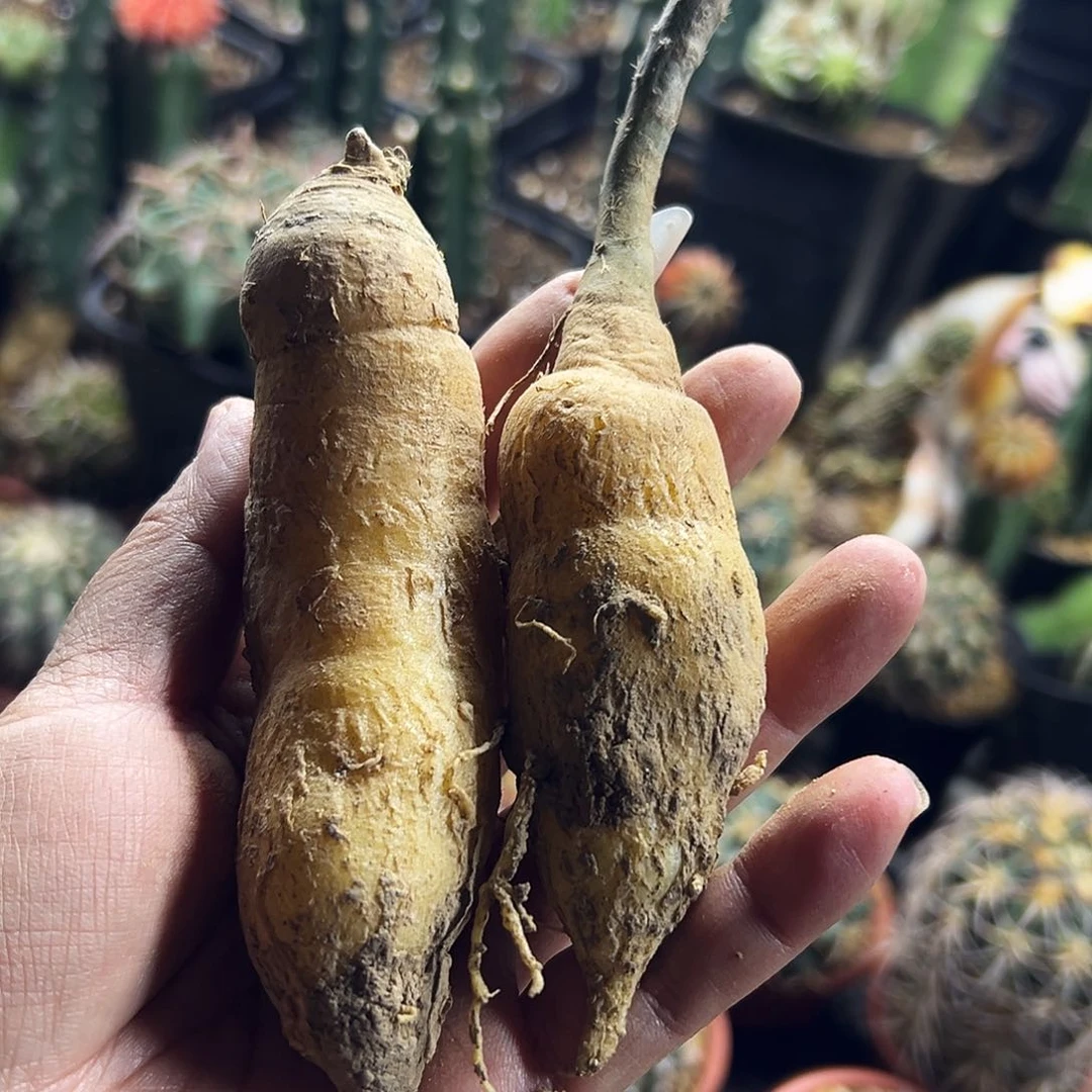 黑龙快根仙人球11111111