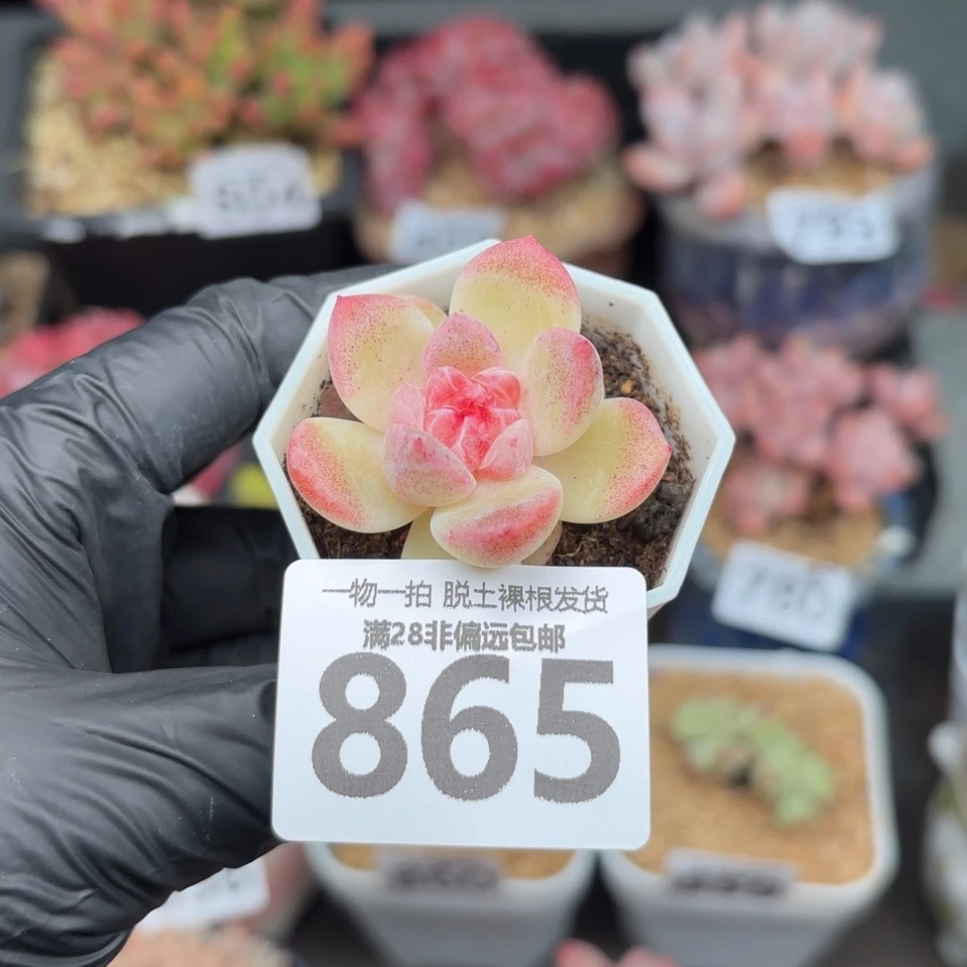 碧焰单头无盆土发货