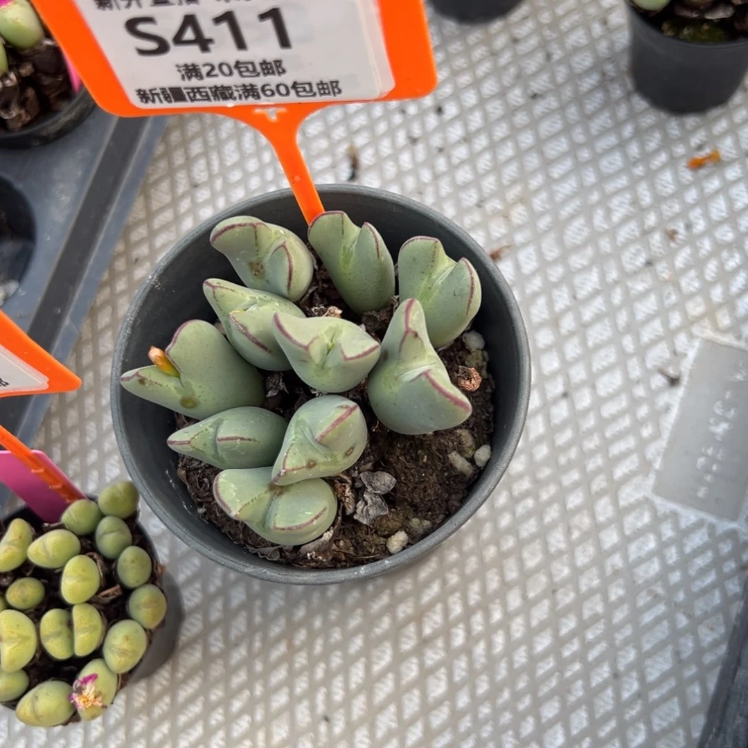 九***》411 一物一拍，默认有伤，介意勿拍，不退不换