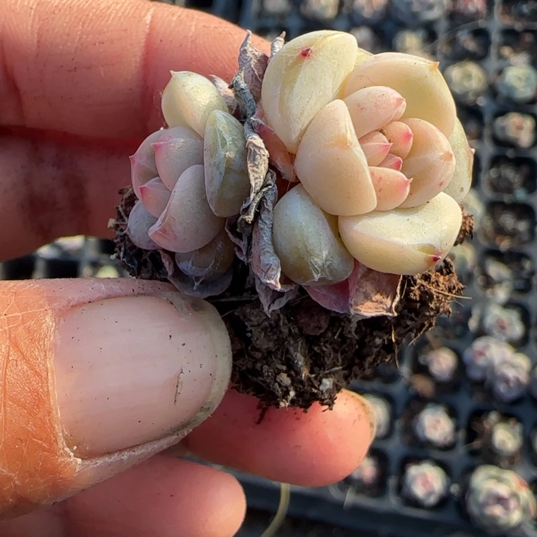 多肉小卡拉米糖心一物一拍