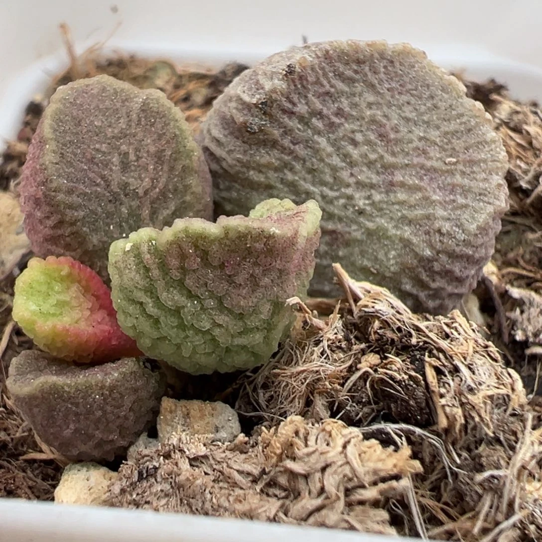 实生新品大苗多肉植物
