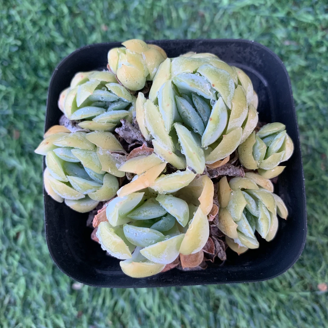 贝瑞群4-6CM【花界草堂】 精品多肉 阳台盆栽 一单包邮