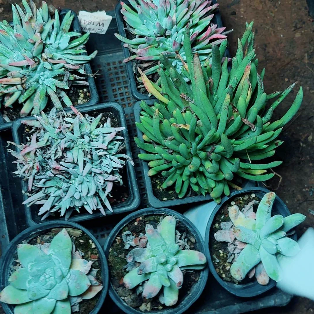 1414瑕疵六课多肉