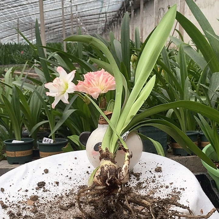 全部花苞白鬼带侧残球098号