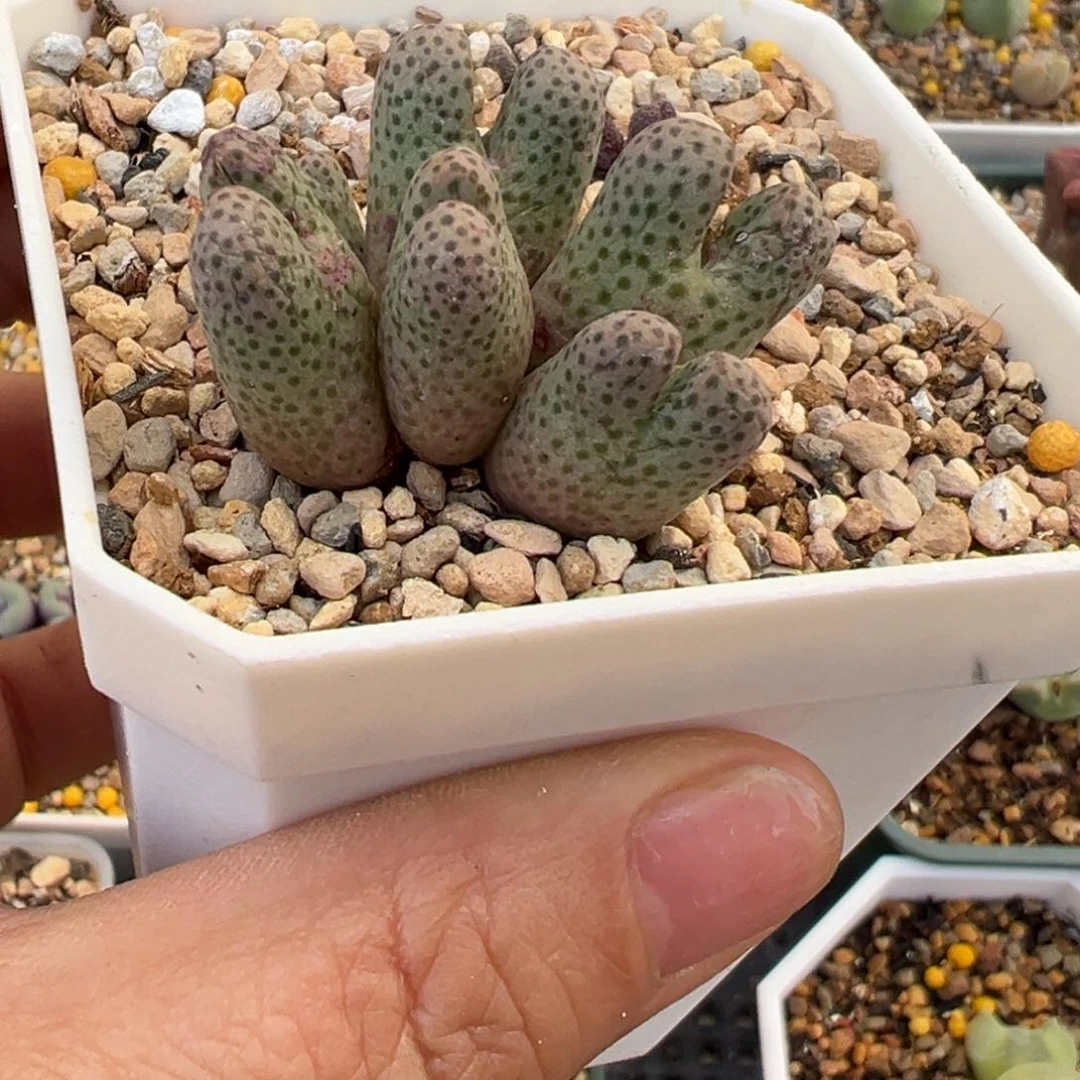 955d斑马肉锥，一物一拍