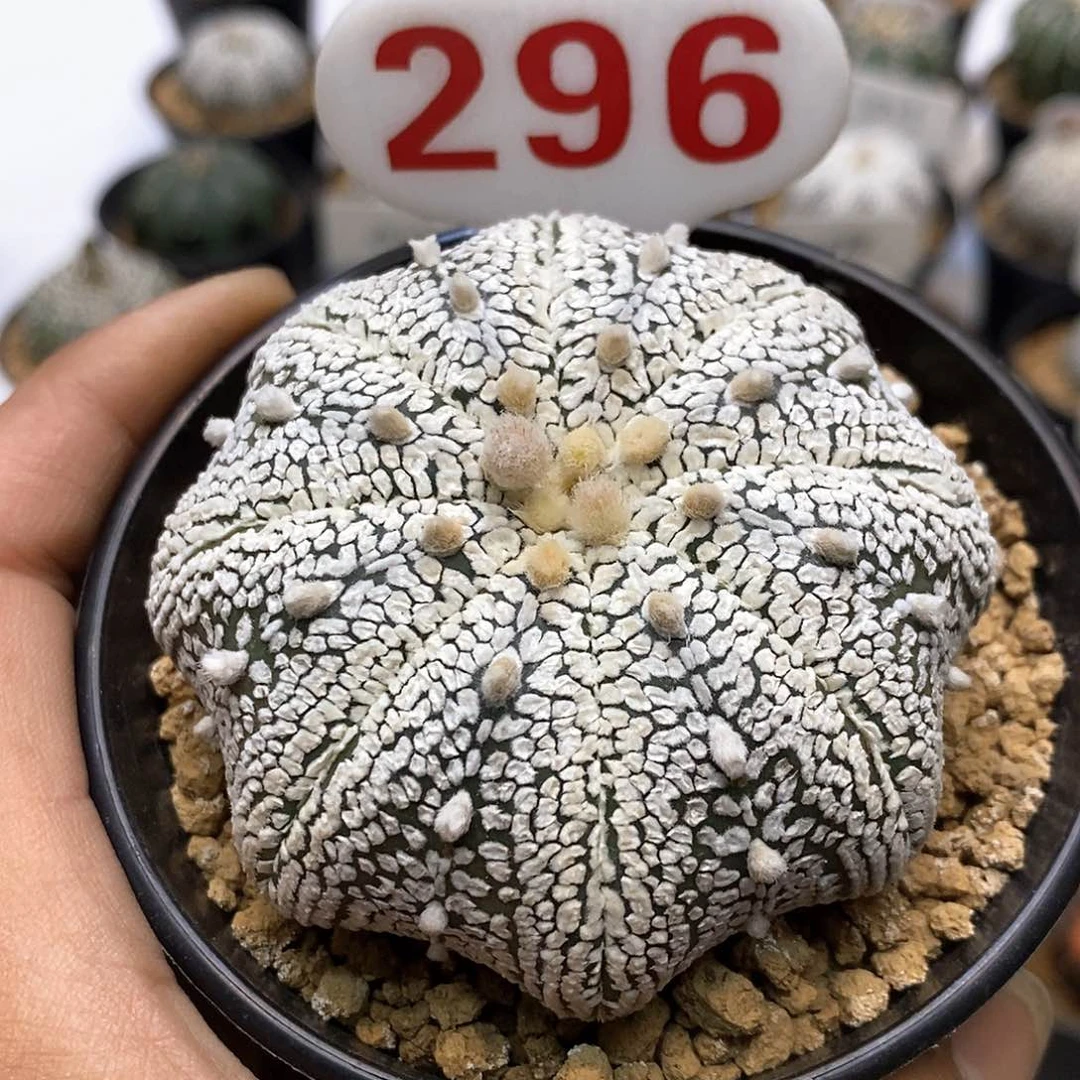 海星超特价了特价机