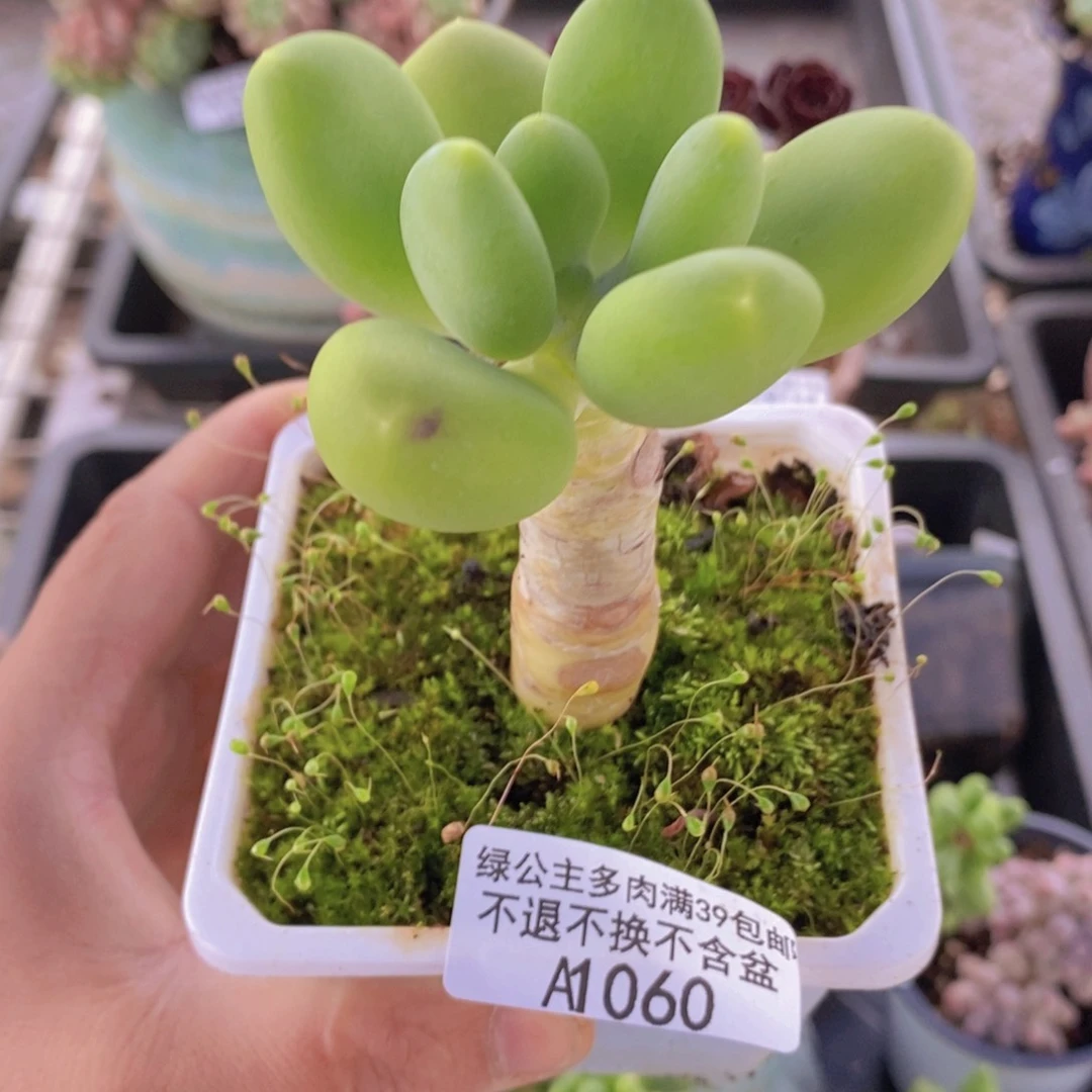 芒果奶单头060多肉植物