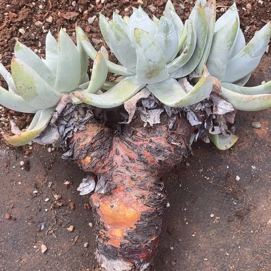 【闪购商品】牡丹苹果叶