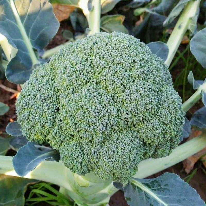 西兰花菜种子有机松花菜种籽花椰菜高产绿色花菜种孑春秋四季蔬菜