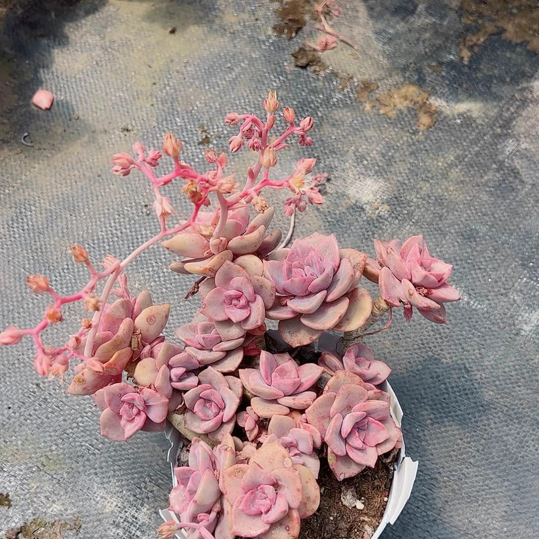 彩虹糖整桩整群老桩