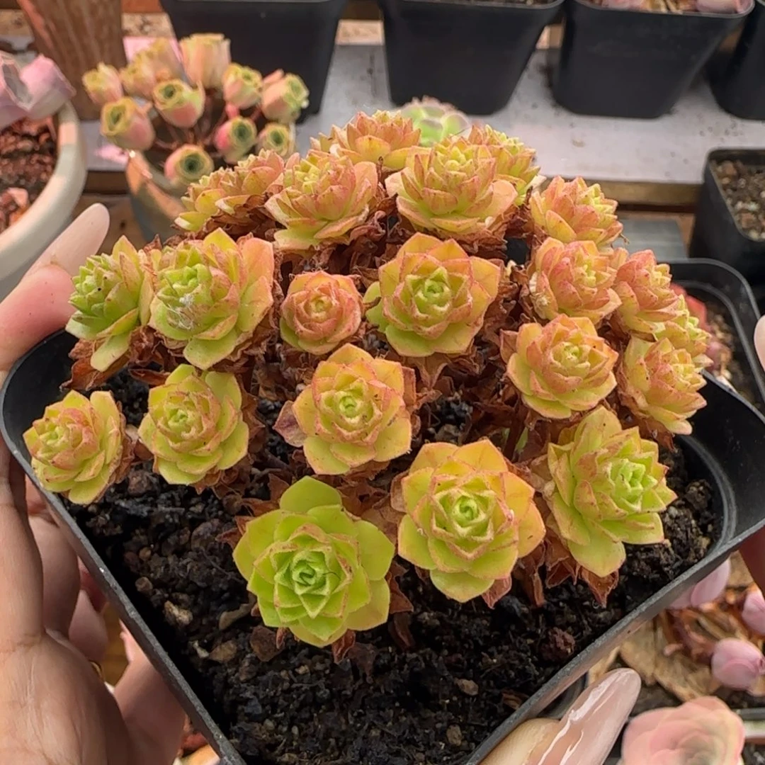 L418半城玫瑰橘子彤不含盆土