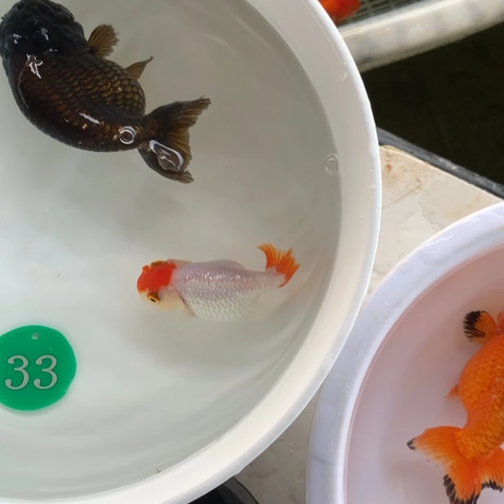 金鱼小**记111111111111111