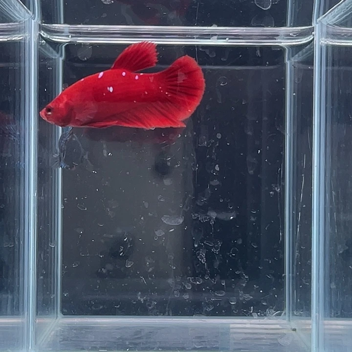 斗鱼活体不退不换谢谢