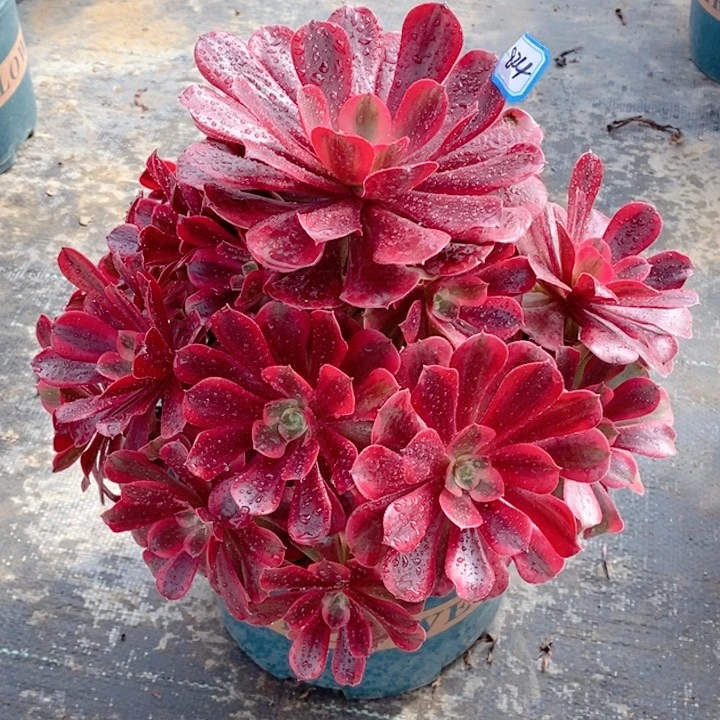 824美杜莎多肉法师