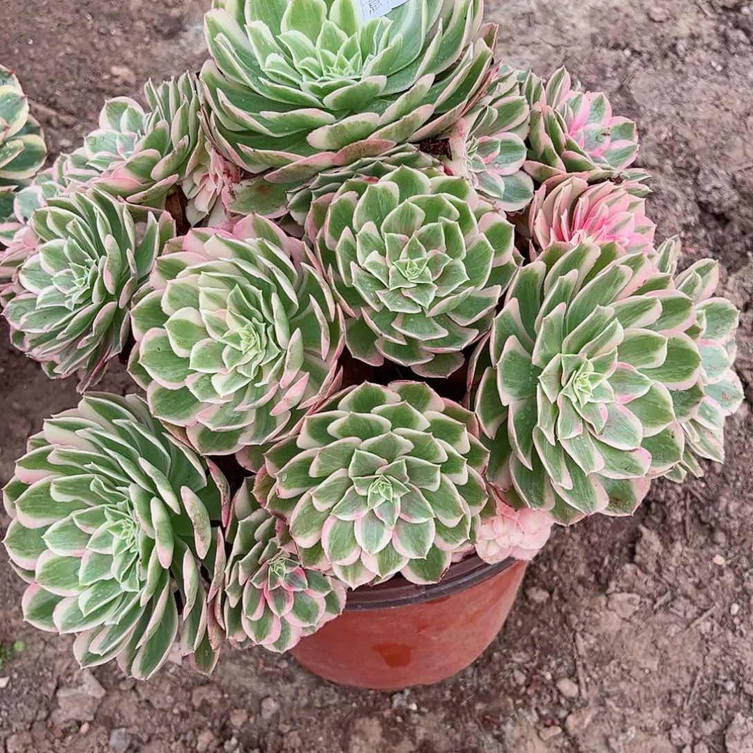 无花朵多肉植物790