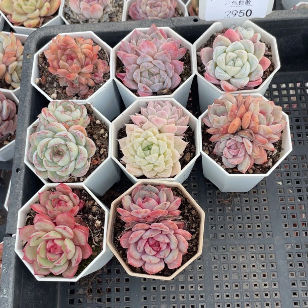 不包整散 盆子不售后2950