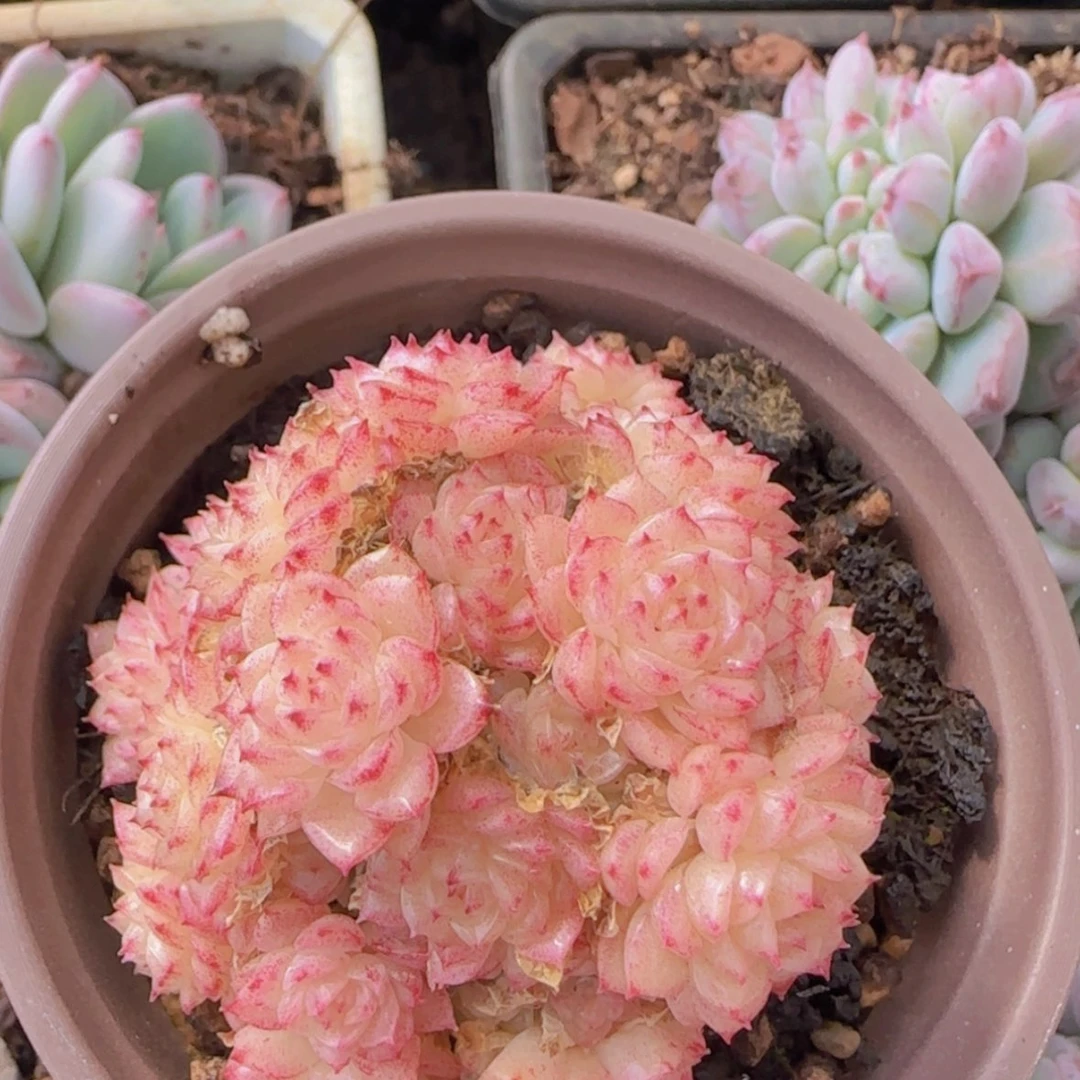 【闪购商品】香特麦秆