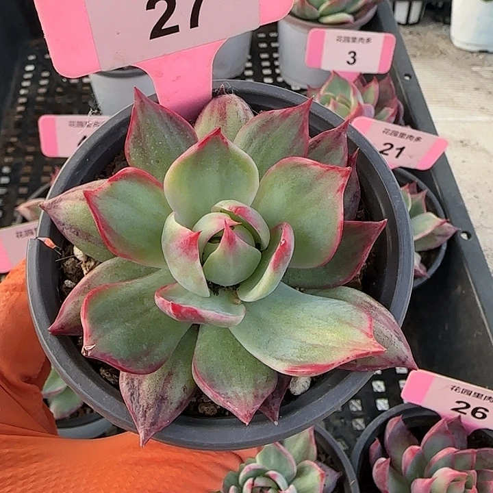 27 惊鸿仙子多肉植物6-9cm