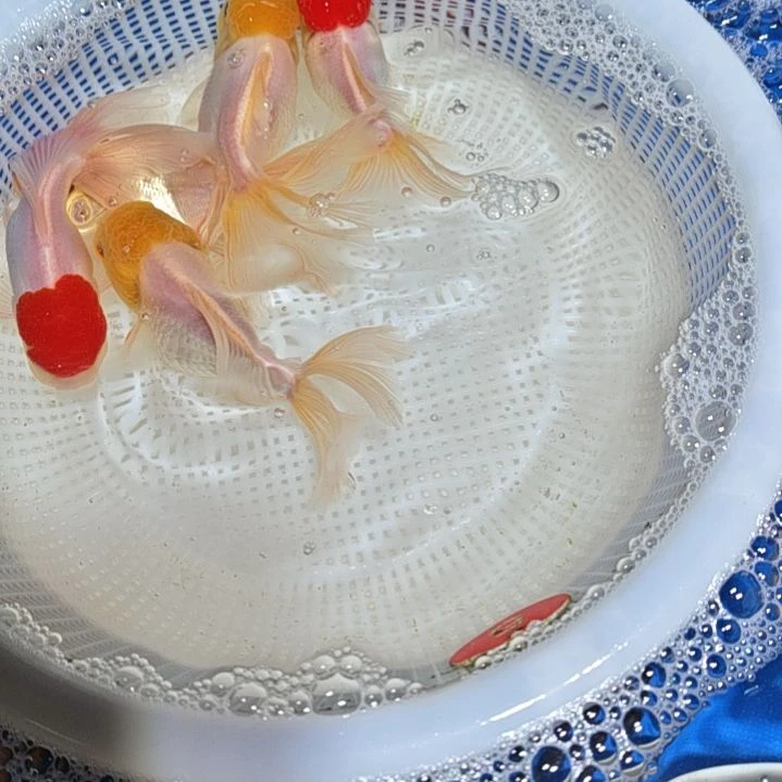 油***加海水鱼一二三四五六七八