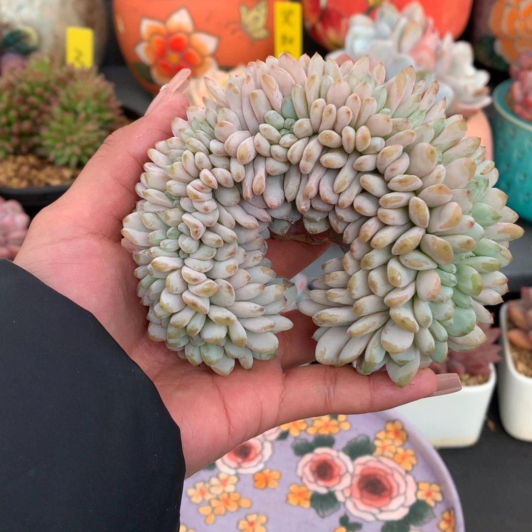 我们家的小姐姐们