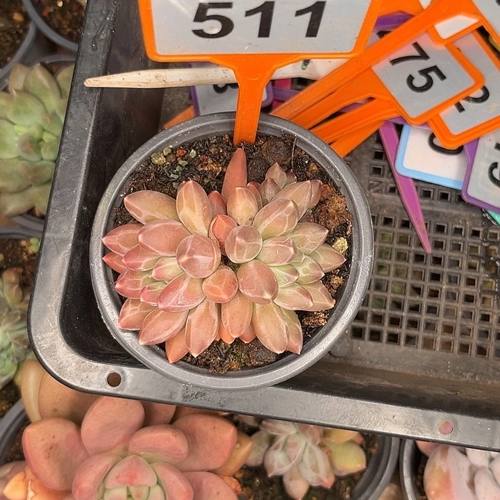 多肉植物申公豹511