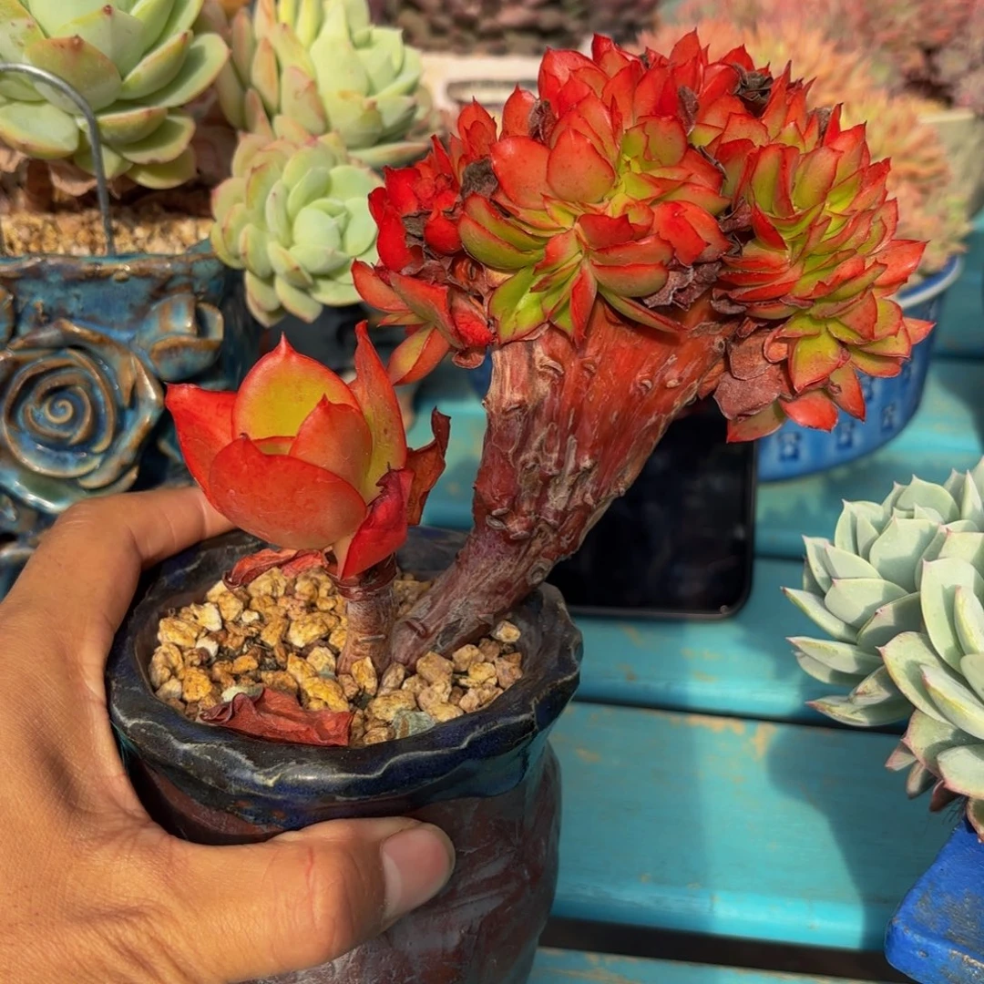 红菱缀化，多肉植物