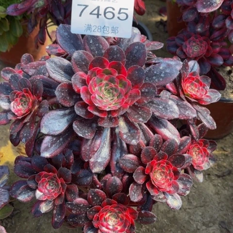 丽娜多肉多肉7465