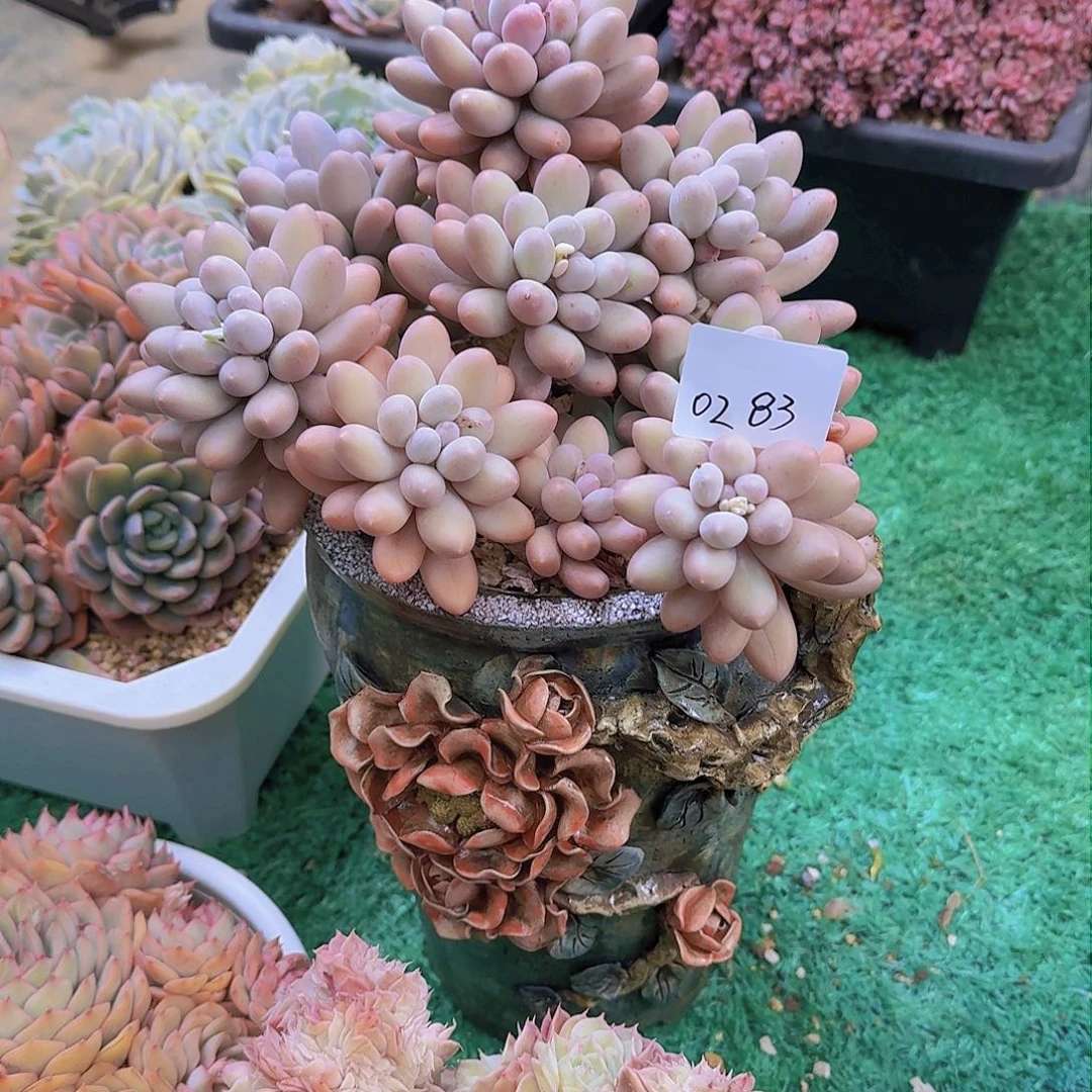 ?****?0283汤圆多肉植物