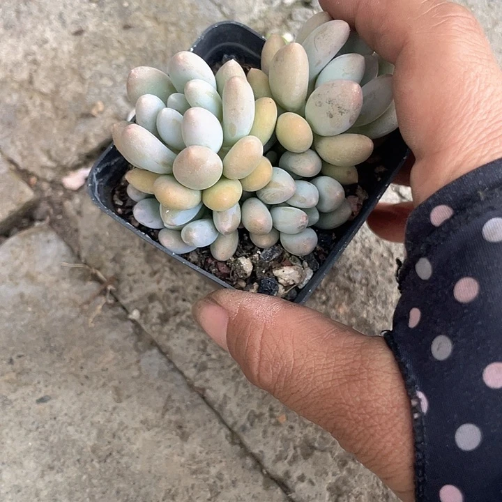 隆***姐多肉植物多肉植物