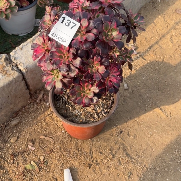 多肉丽纳砍头朵朵137