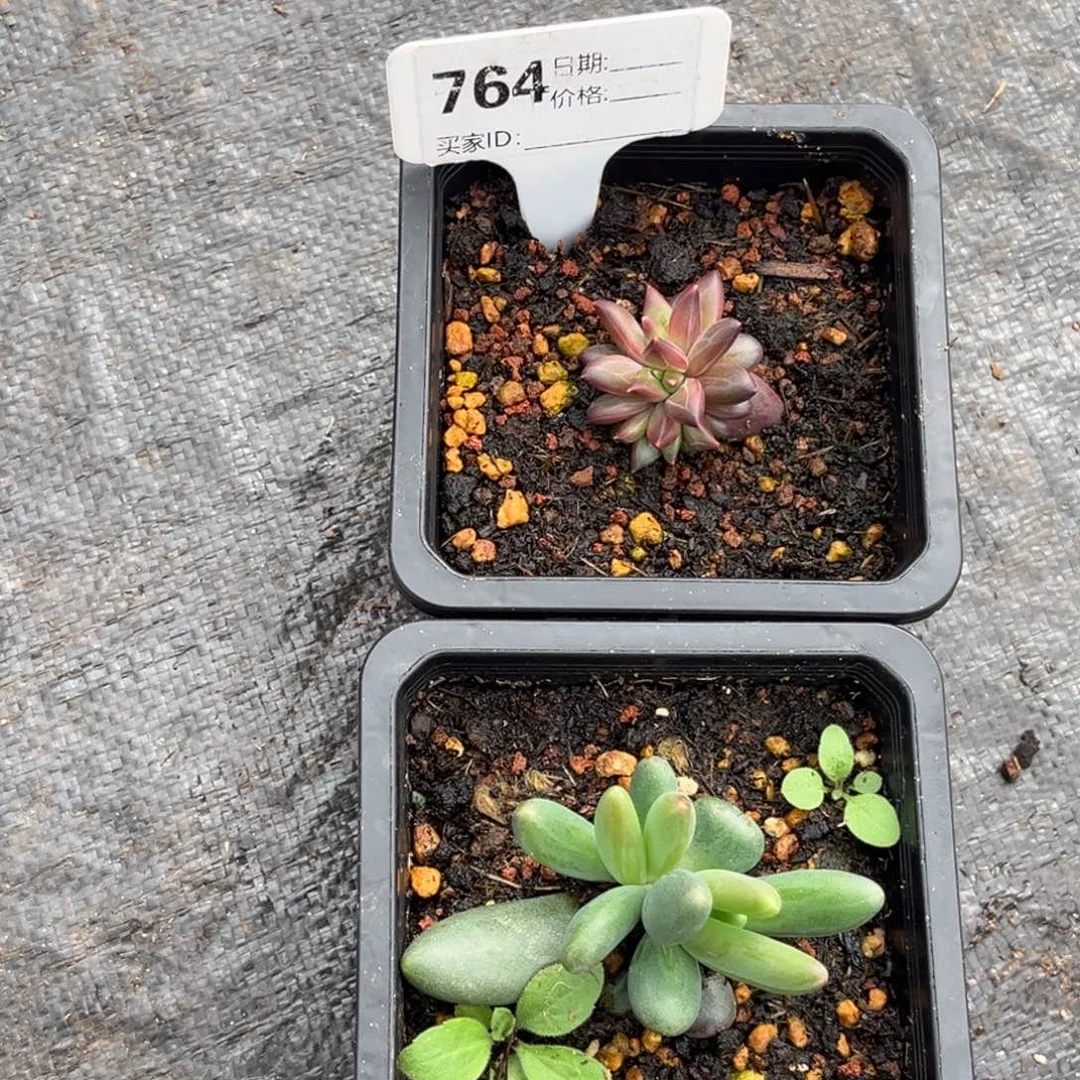 薯条莉莉丝多肉植物764