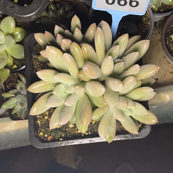 多肉植物红胖体哥特066