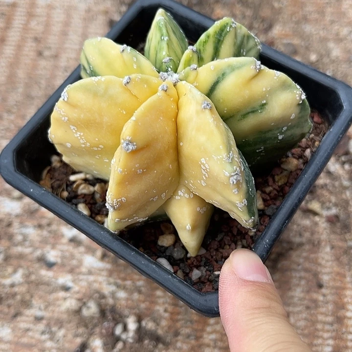 无花朵角有鸾凤玉锦