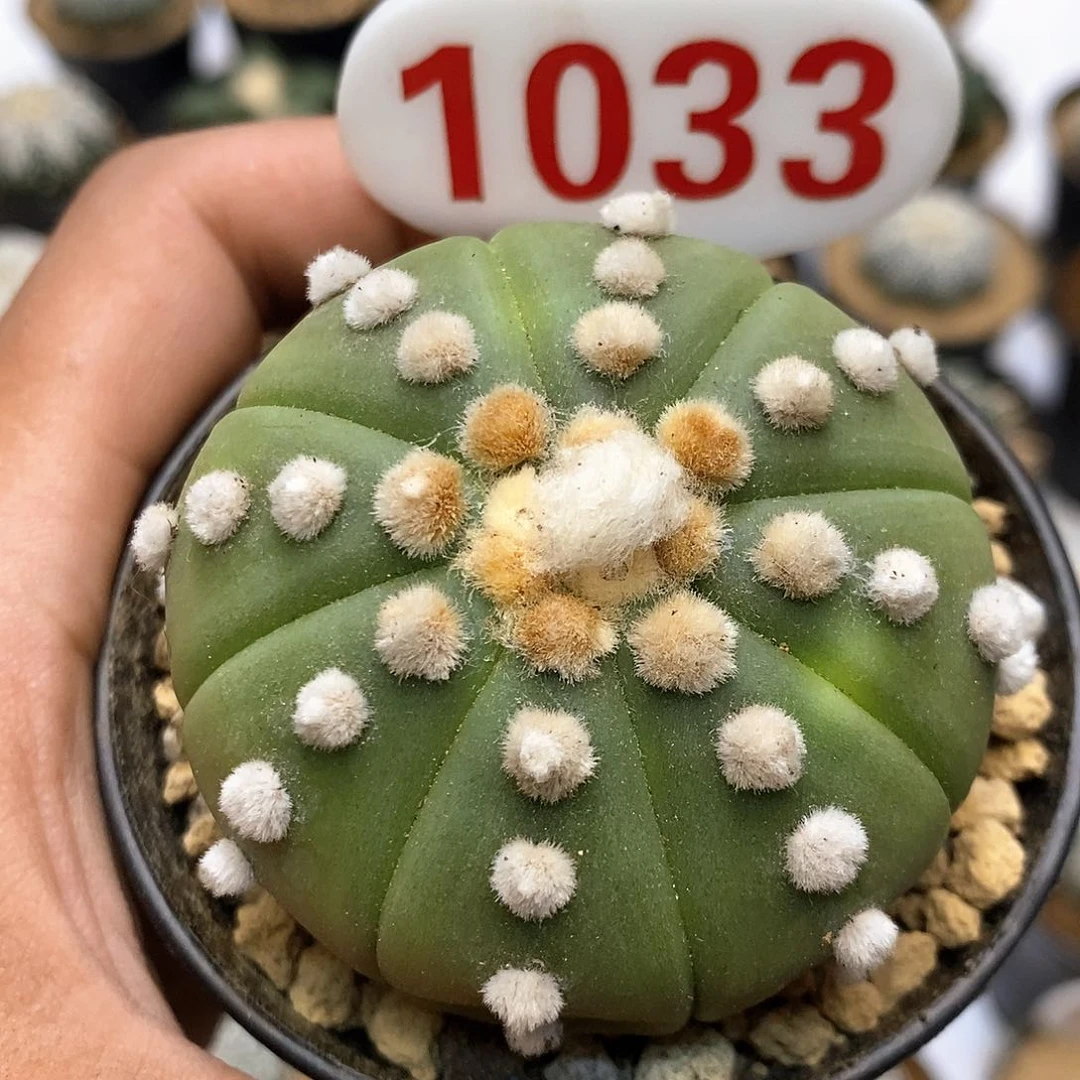 1033大尤兜饿福利了啊