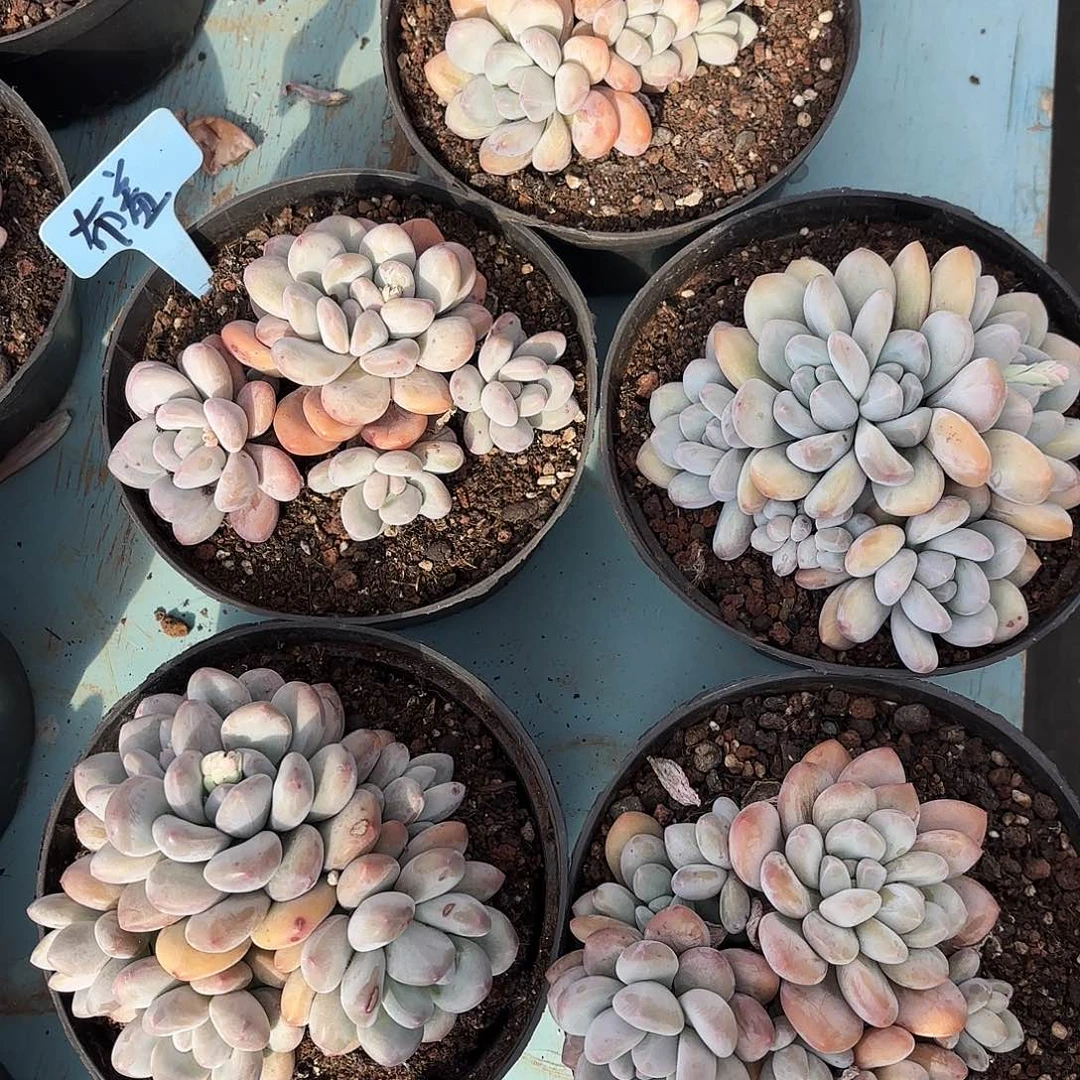 不羞妹妹的5个香水