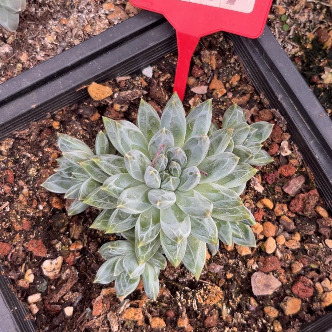 袁*雪花美人多肉植物117