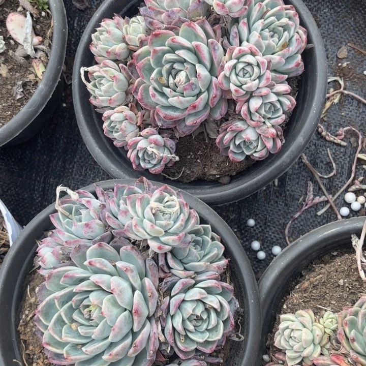 如梦令    9.9两颗