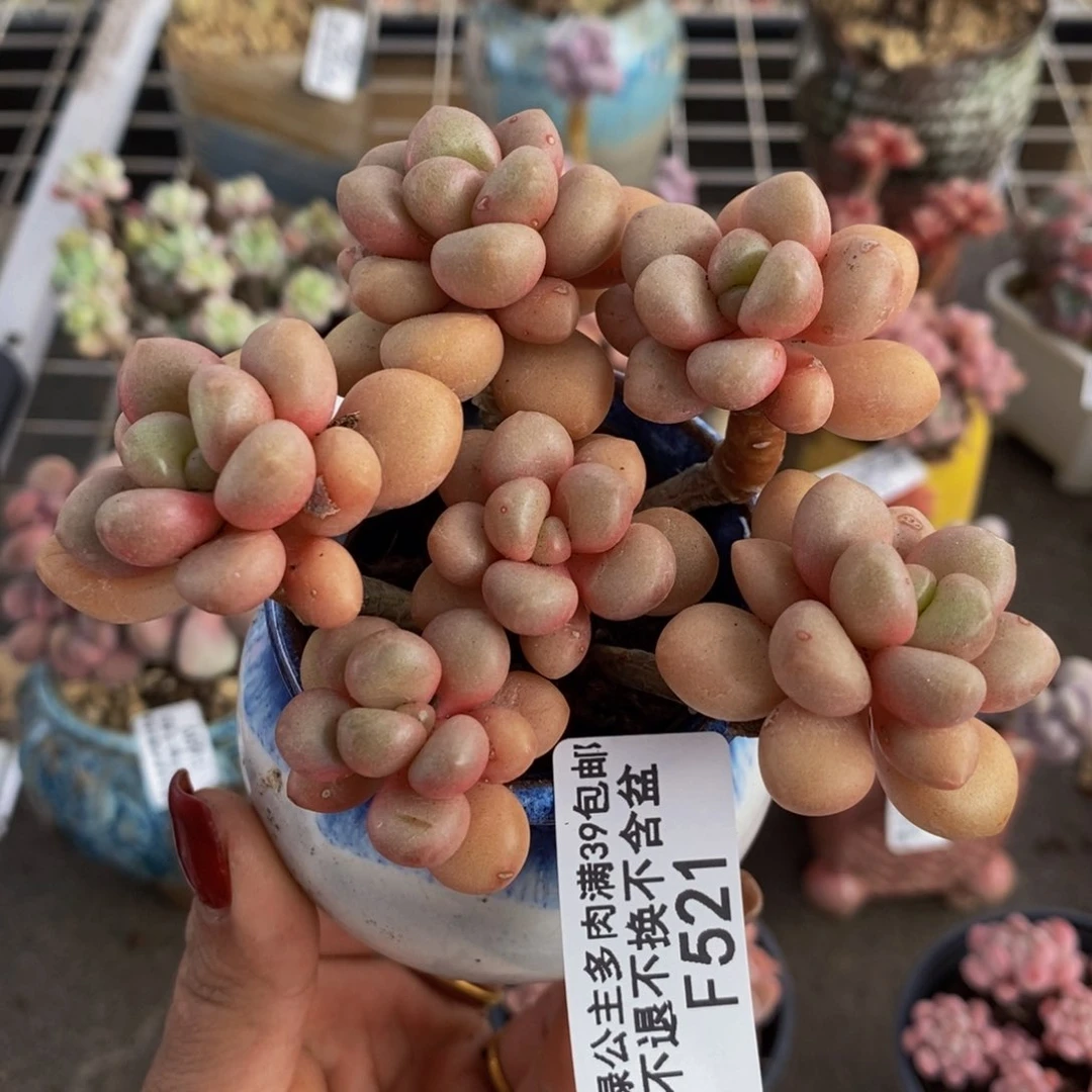 先锋派521/8cm的肉