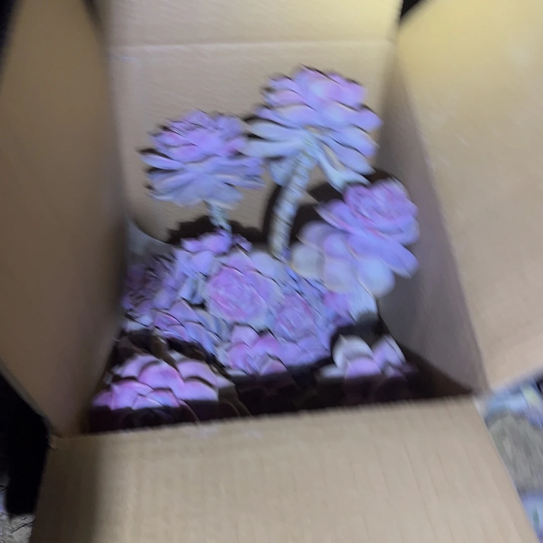 玛***卡57号紫乐断枝断头不售后