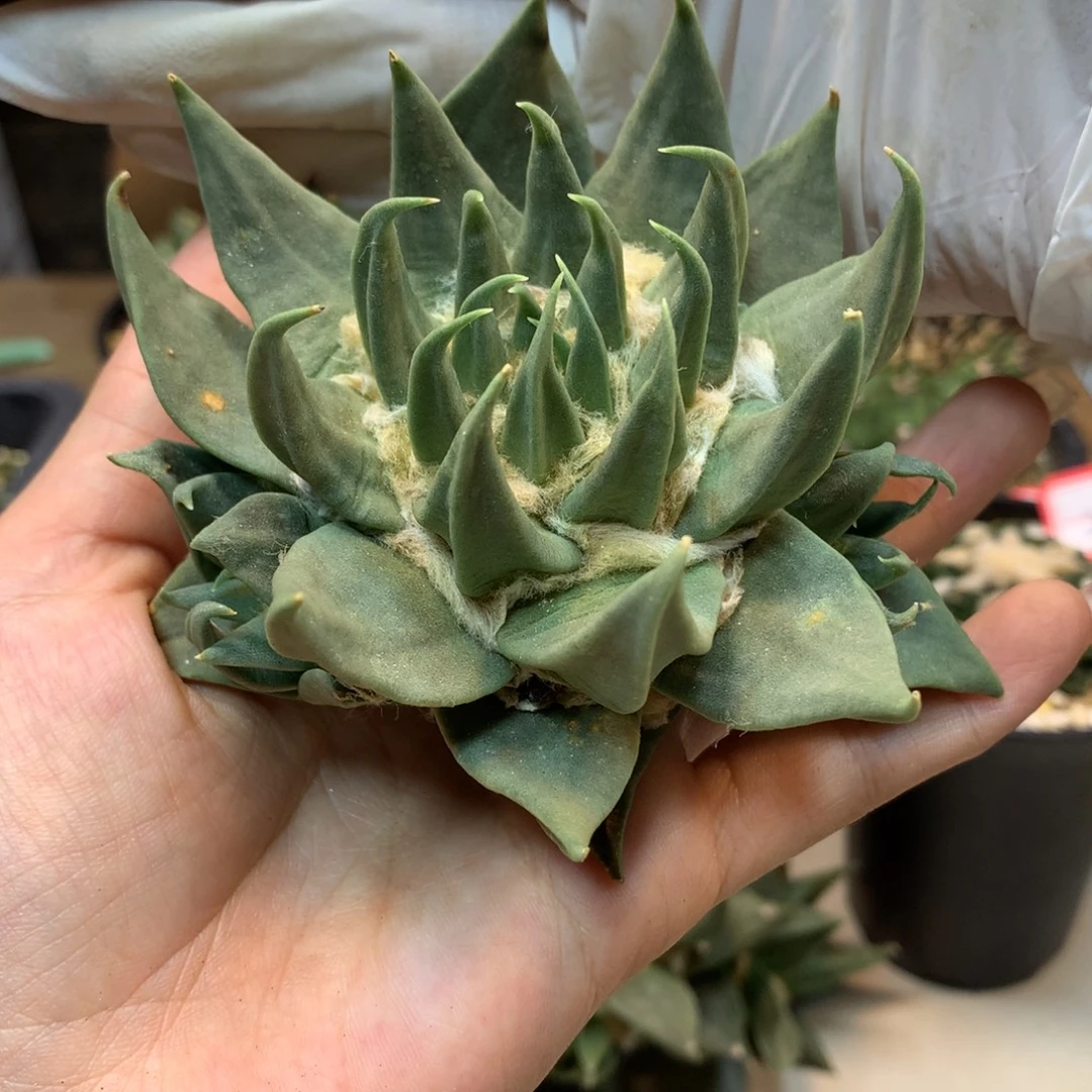 31号 出根芽龙牙岩牡丹整体8.5公分