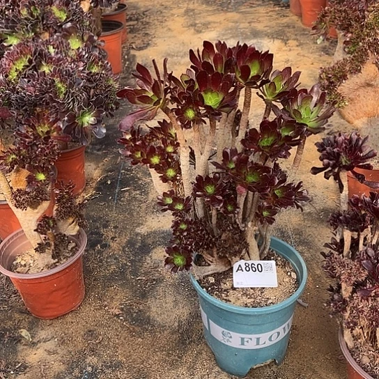 喜***。任意两单或28包邮，有砍大伤