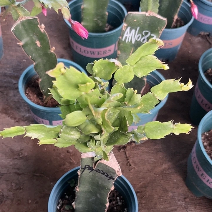 张***】58号2224，11111111