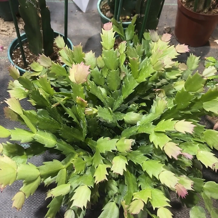 雪***～当前无花栽培后可以开花