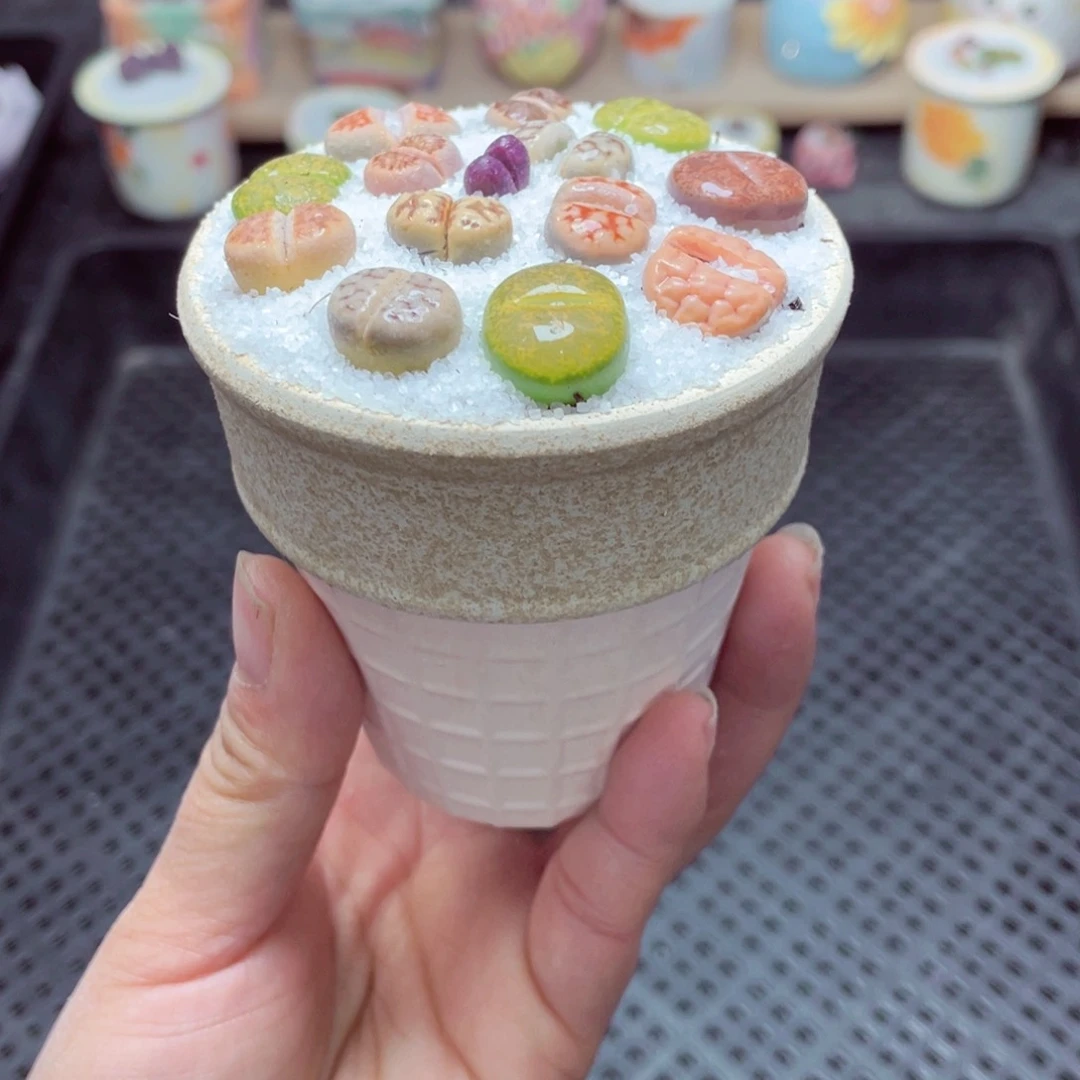 w1813 带盆土发货-零下地区拍保温箱