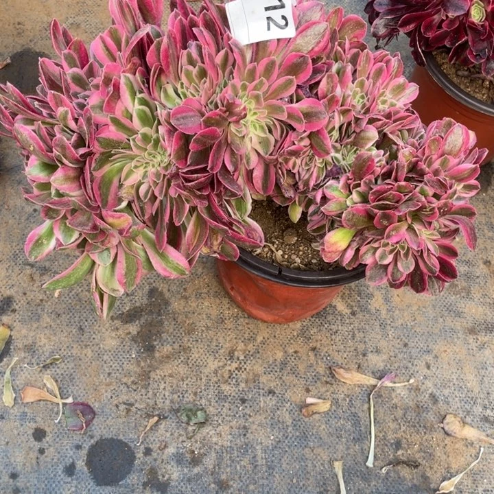 多肉红秀缀化712