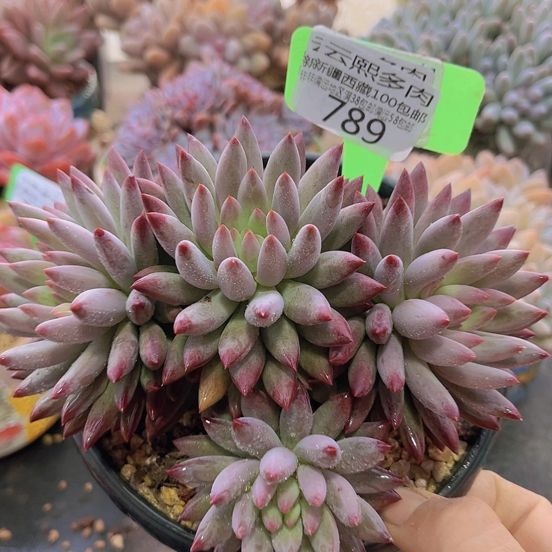 789虞美人多肉植物