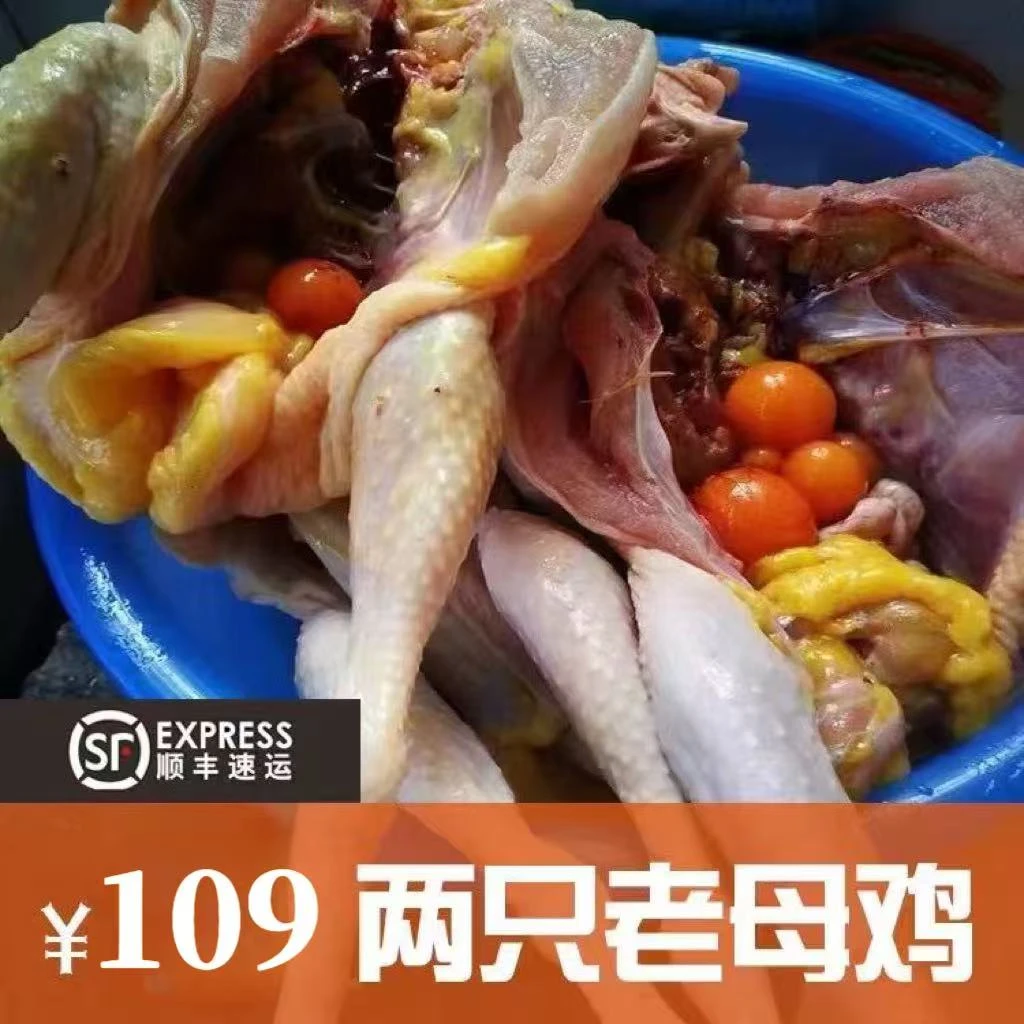 四川农家散养600天老母鸡新鲜宰杀净堂老母鸡