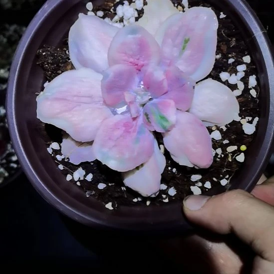 狂野男爵超白覆轮母本级主头头盖带根