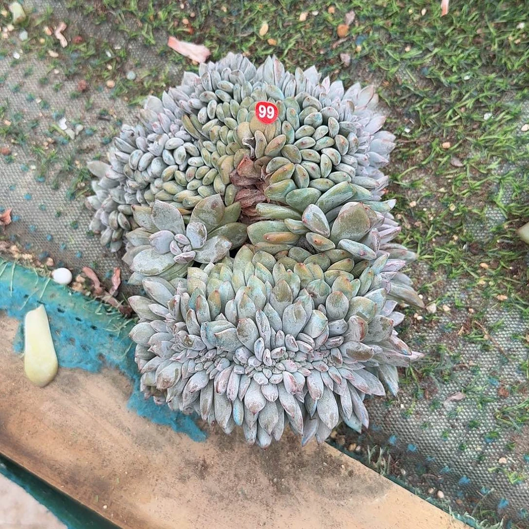 星影缀化可分两头呀呀