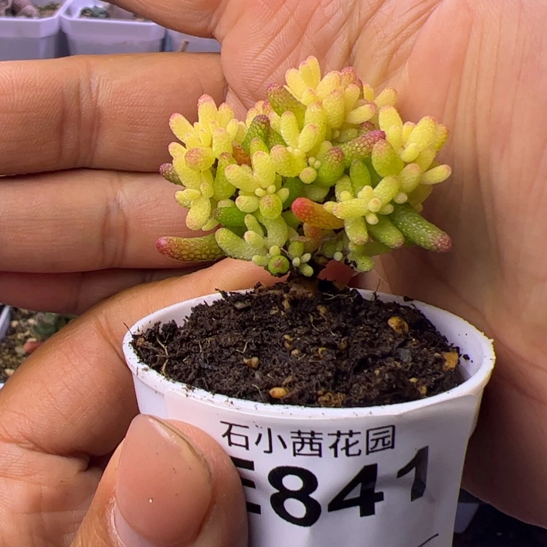 841多肉植物枝干假飞机猪